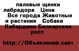 палевые щенки лабрадора › Цена ­ 30 000 - Все города Животные и растения » Собаки   . Кабардино-Балкарская респ.